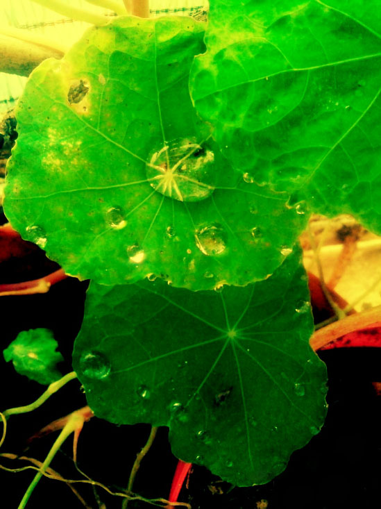 Water droplets