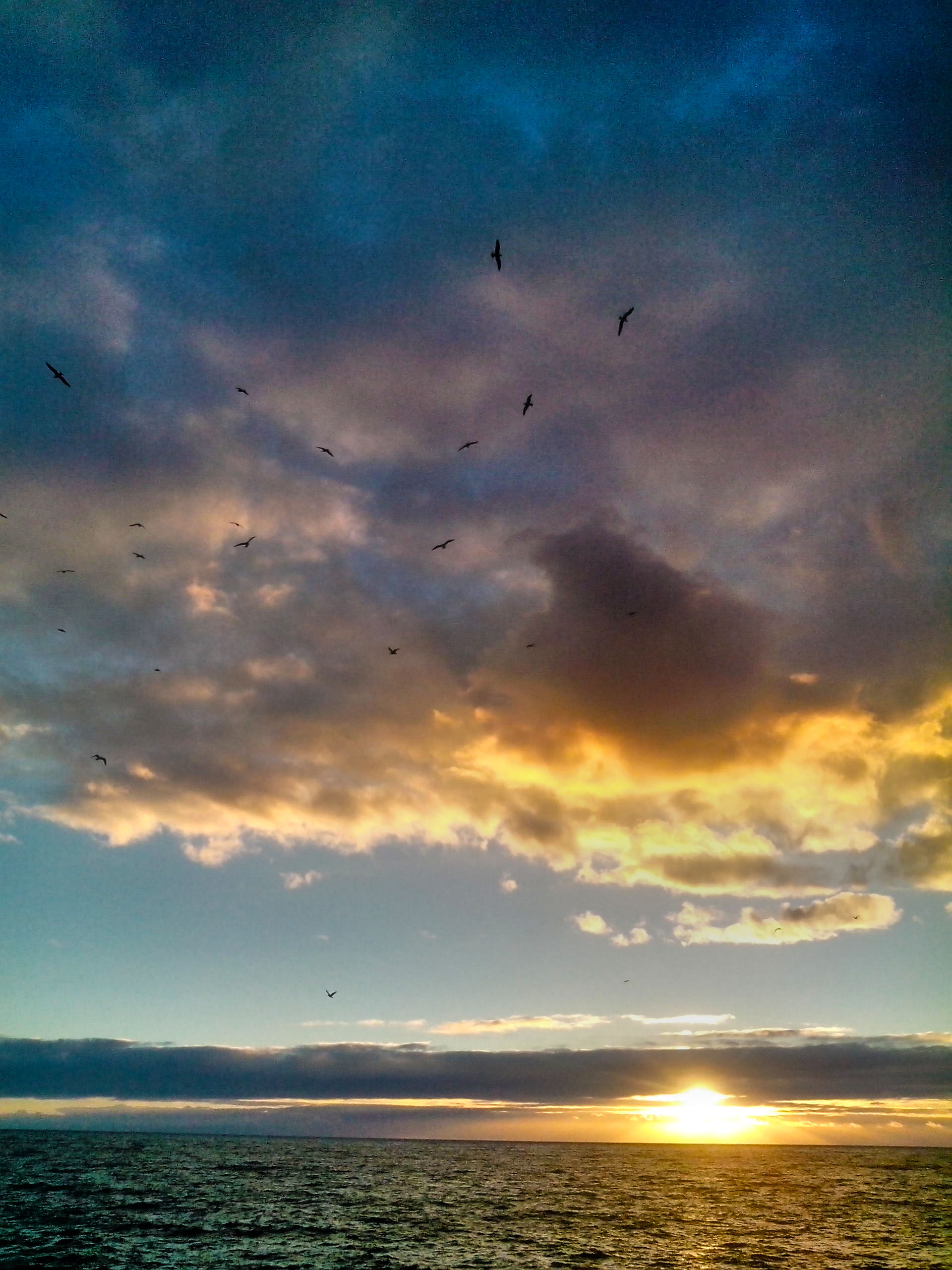 Gaivotas ao por do sol