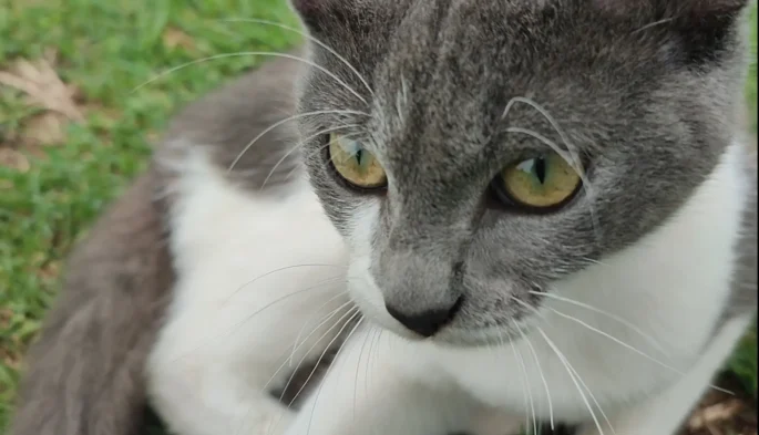 Cat canhas 21 10 25